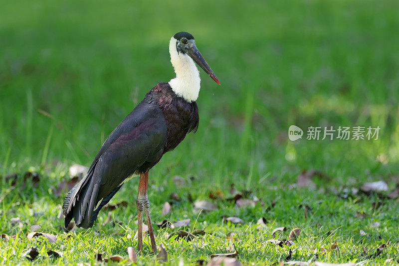 鹳鸟:成年亚洲毛颈鹳或亚洲毛颈鹳(Ciconia episcopus)